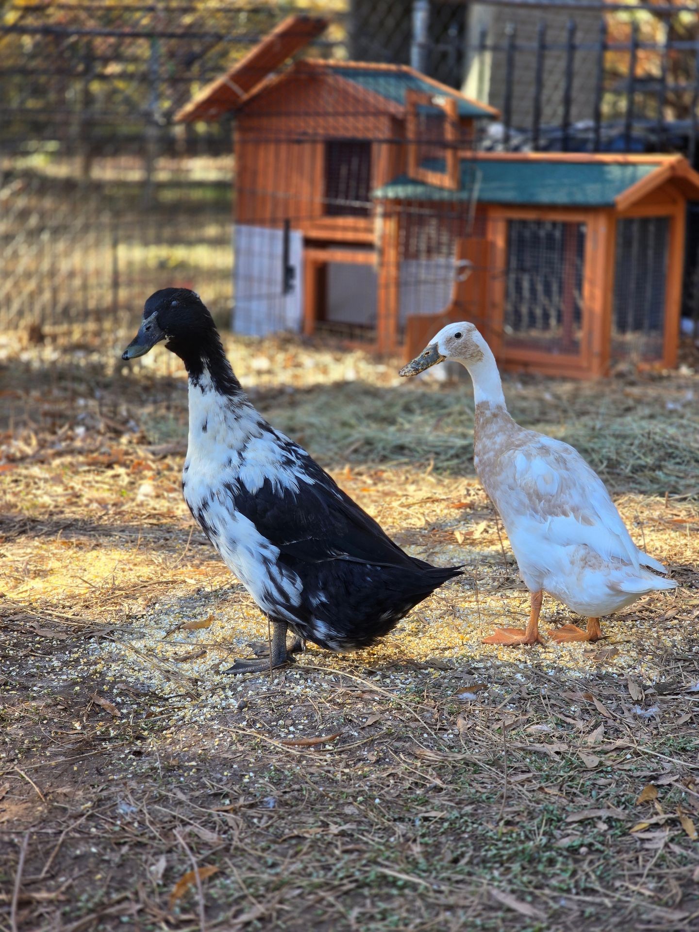 Dorothy & Denise Gilmore
