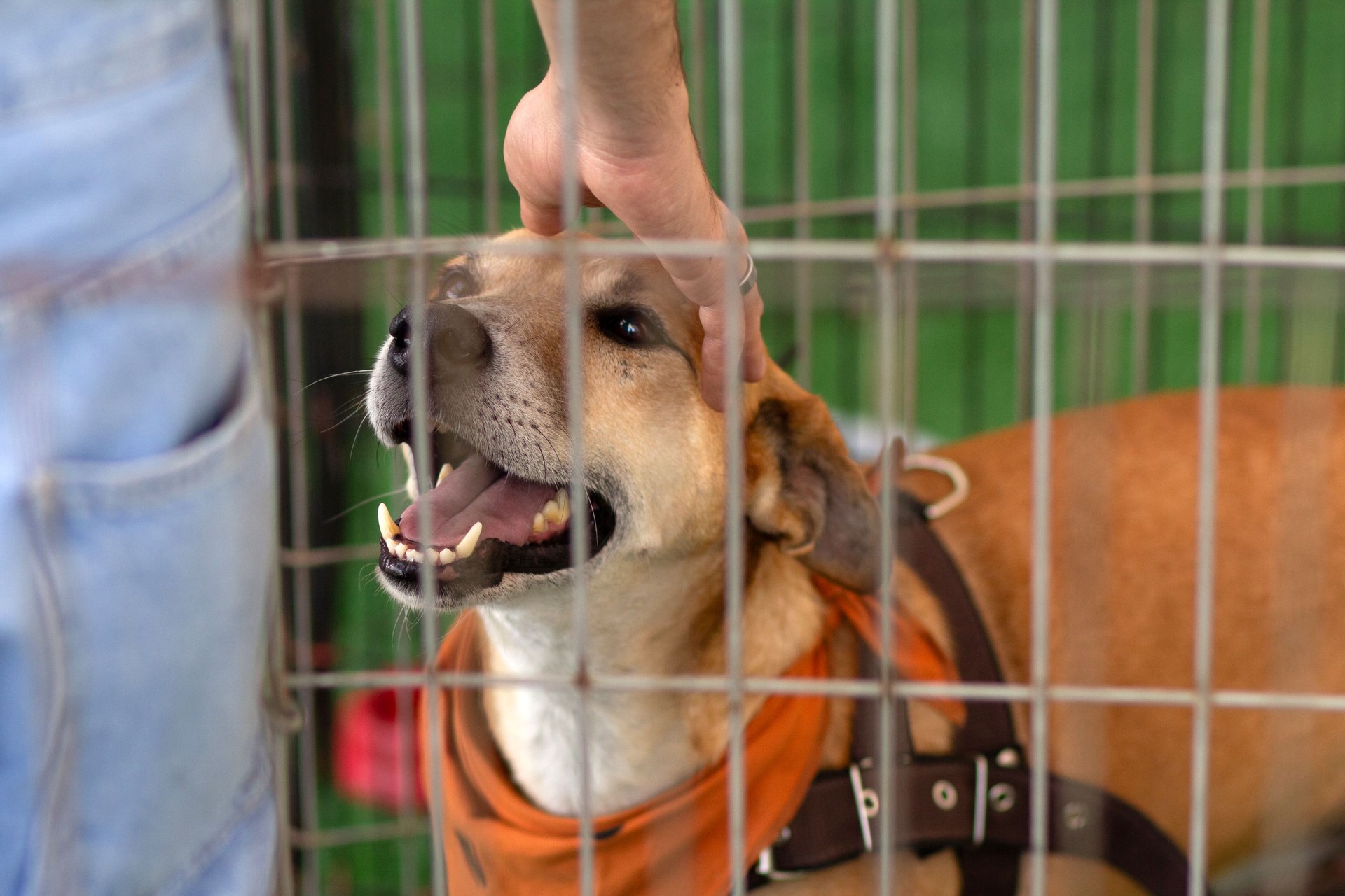 Animal adoption fair.