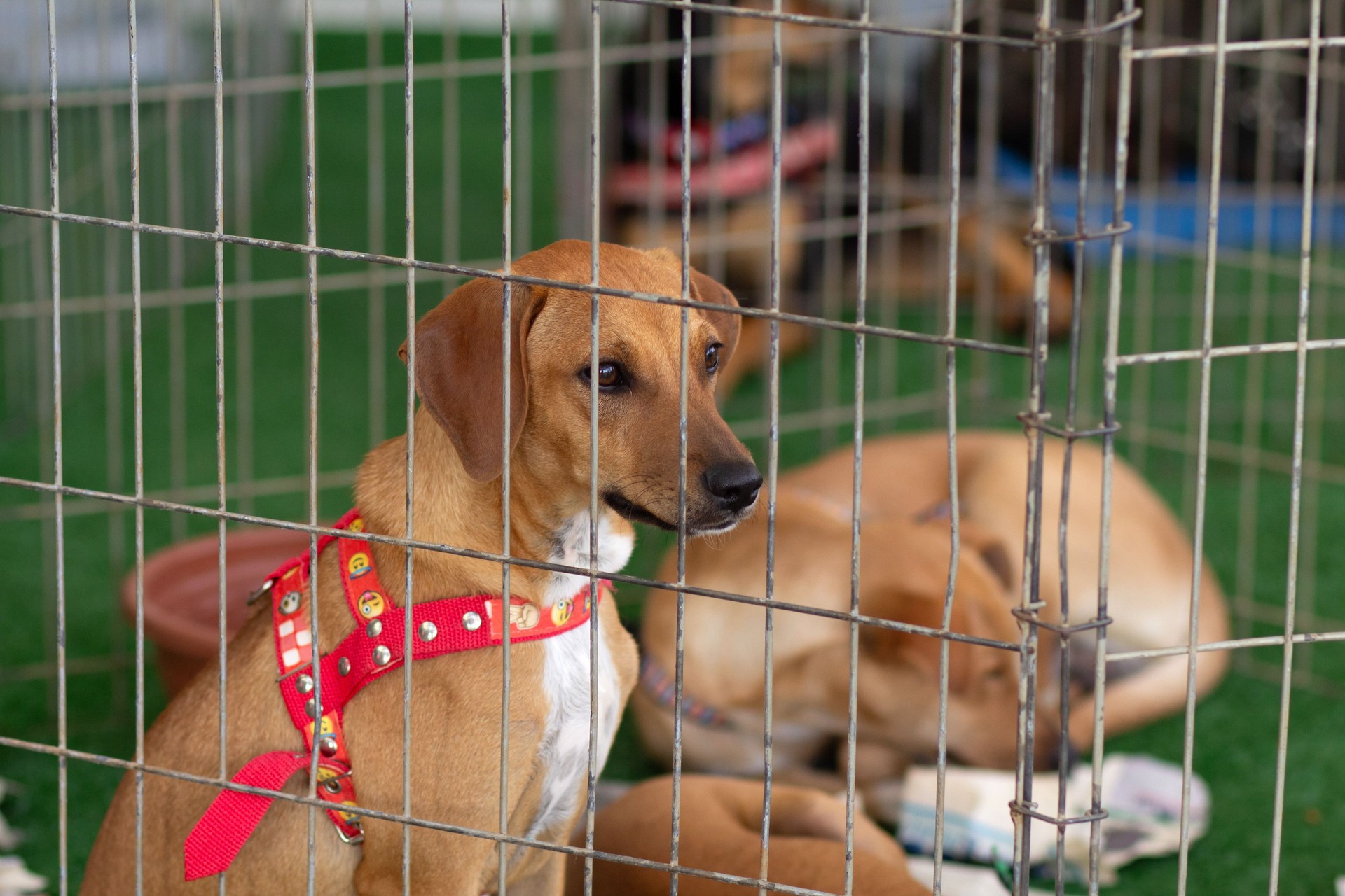 Animal adoption fair.