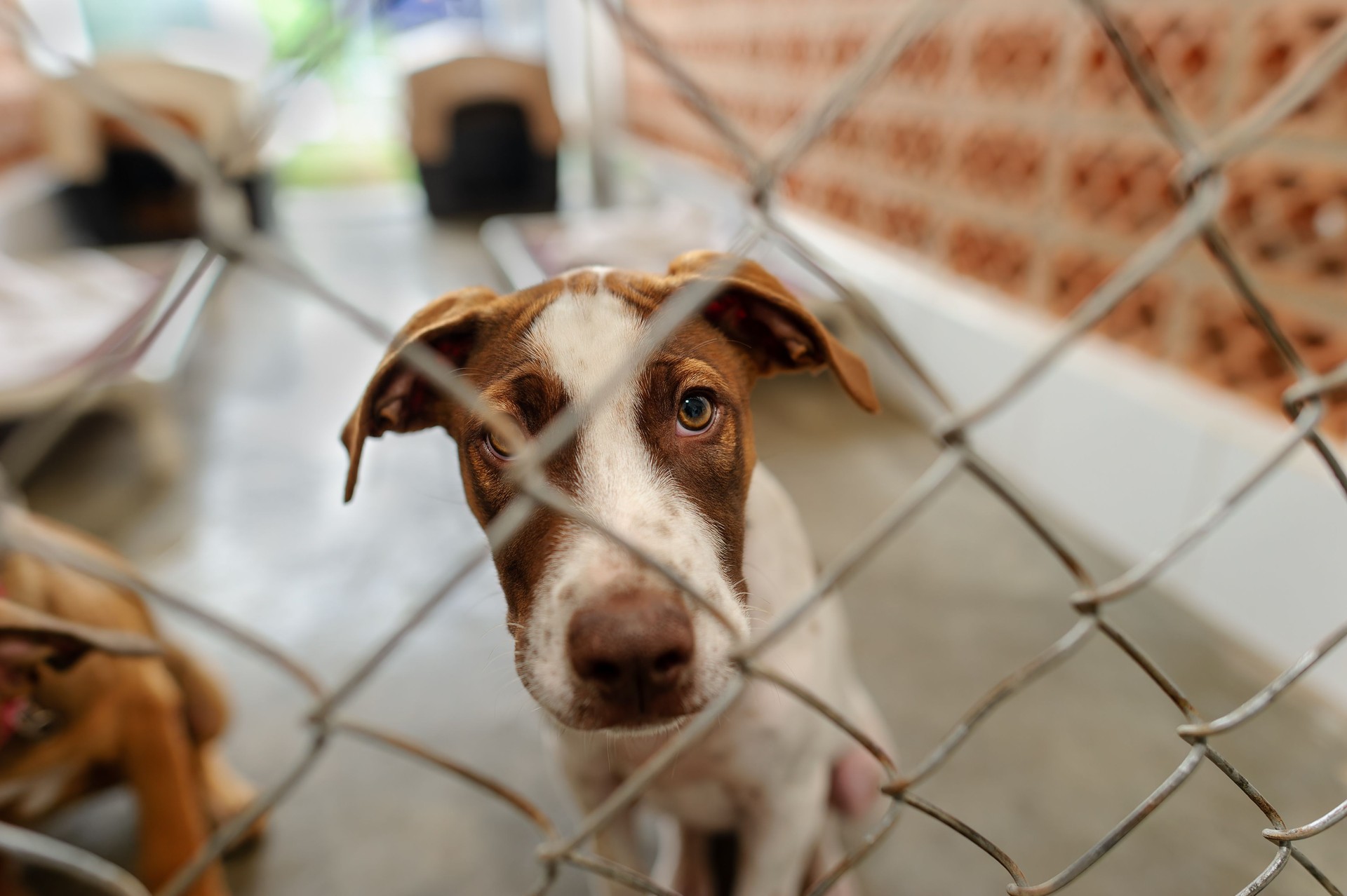 Dog Shelter Animal Adoption Rescue
