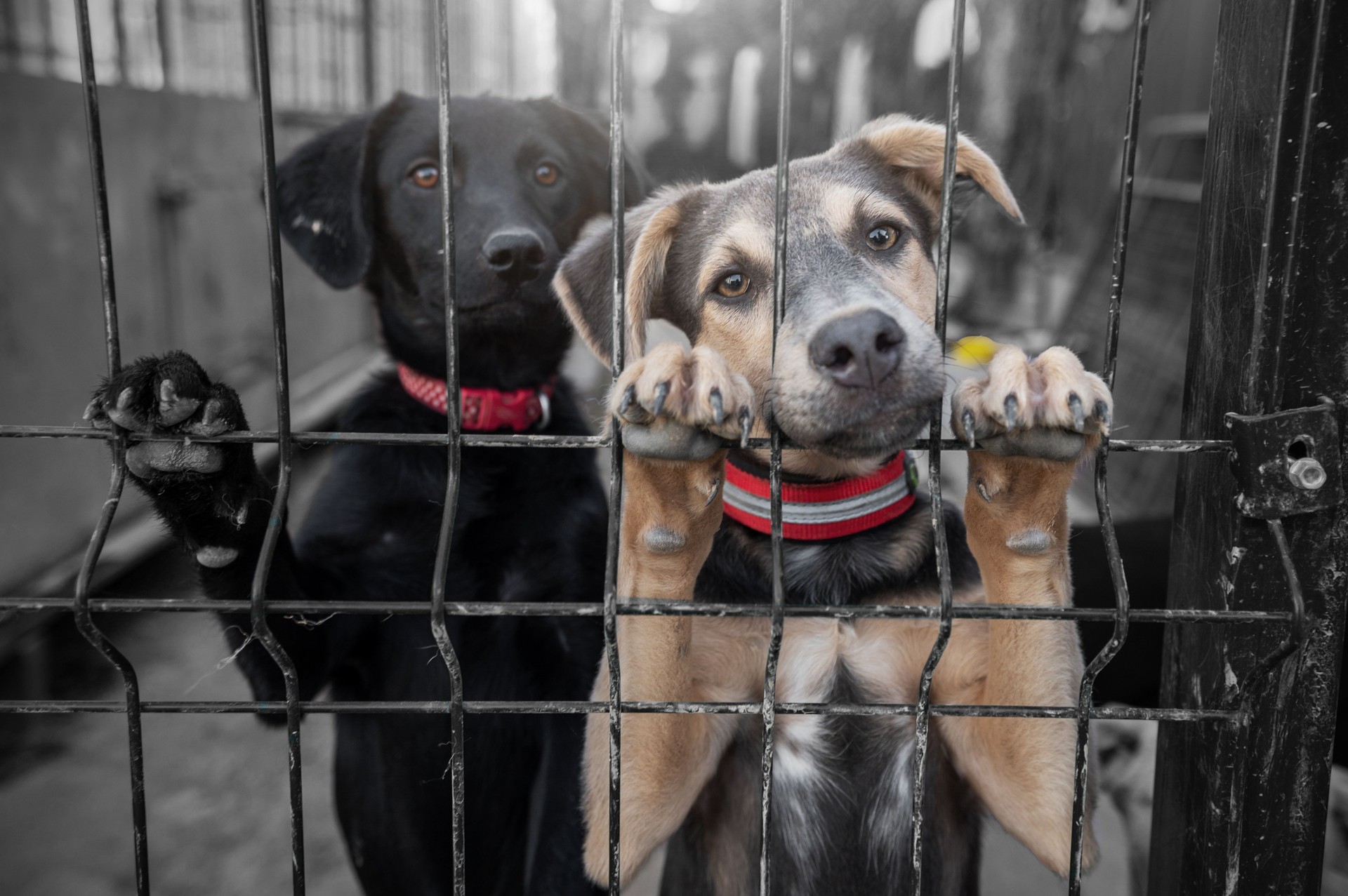 Dog in animal shelter waiting for adoption. Portrait of homeless dog in animal shelter cage.